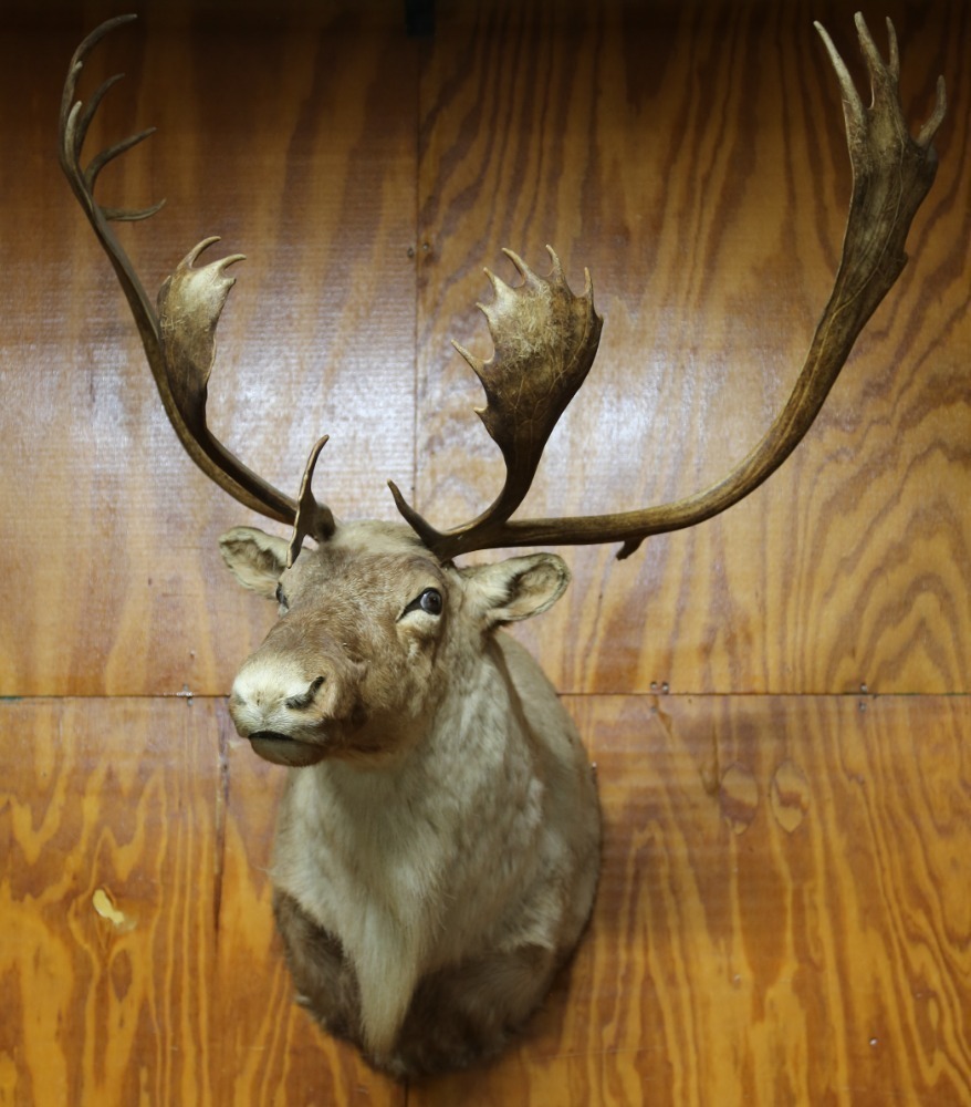 Taxidermy Caribou (LOCAL PICKUP ONLY)